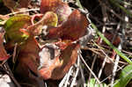 Purple pitcherplant